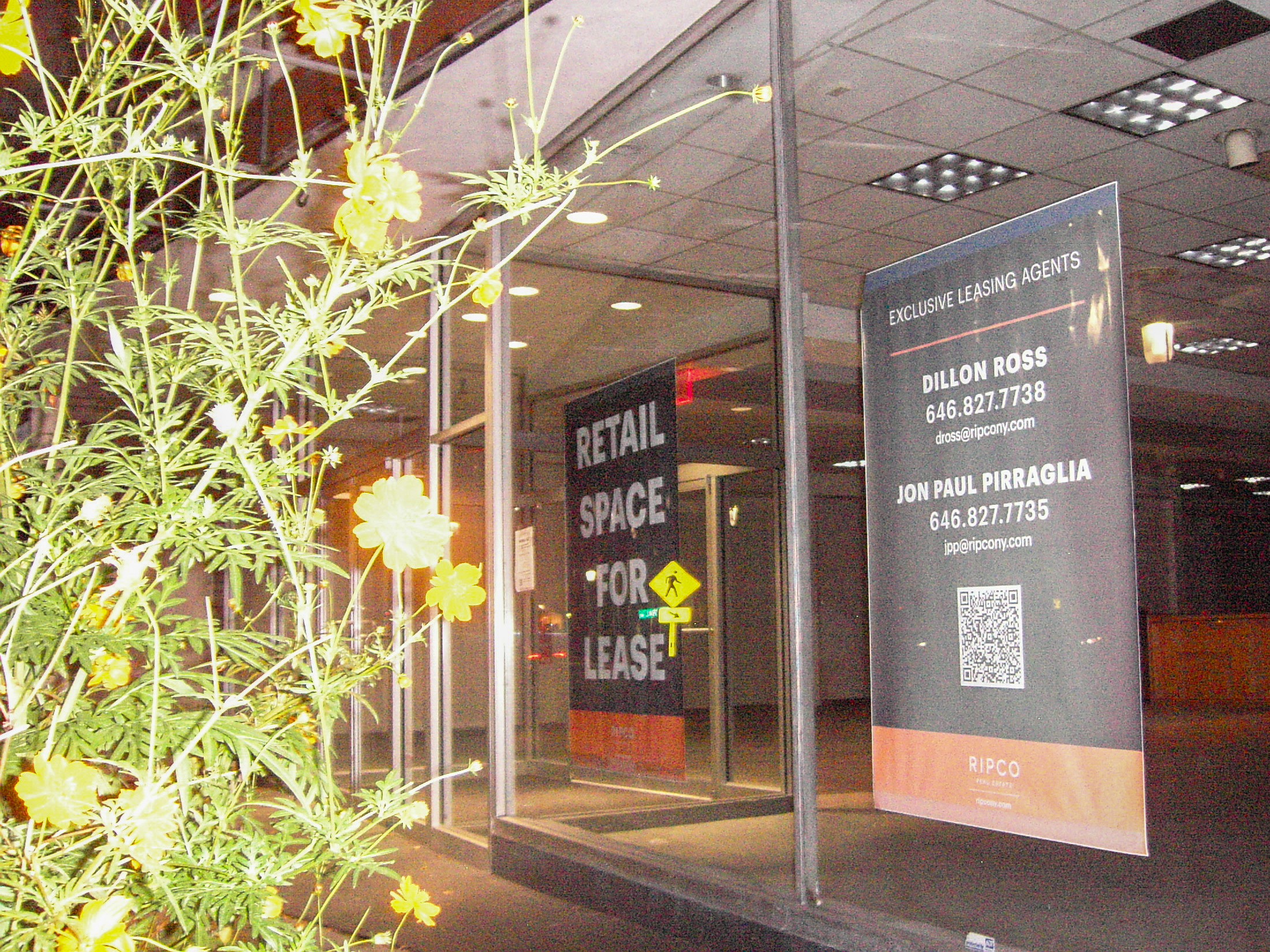 Spindly yellow cosmos flowers in front of a dark glass storefront with a retail-space-for-lease sign