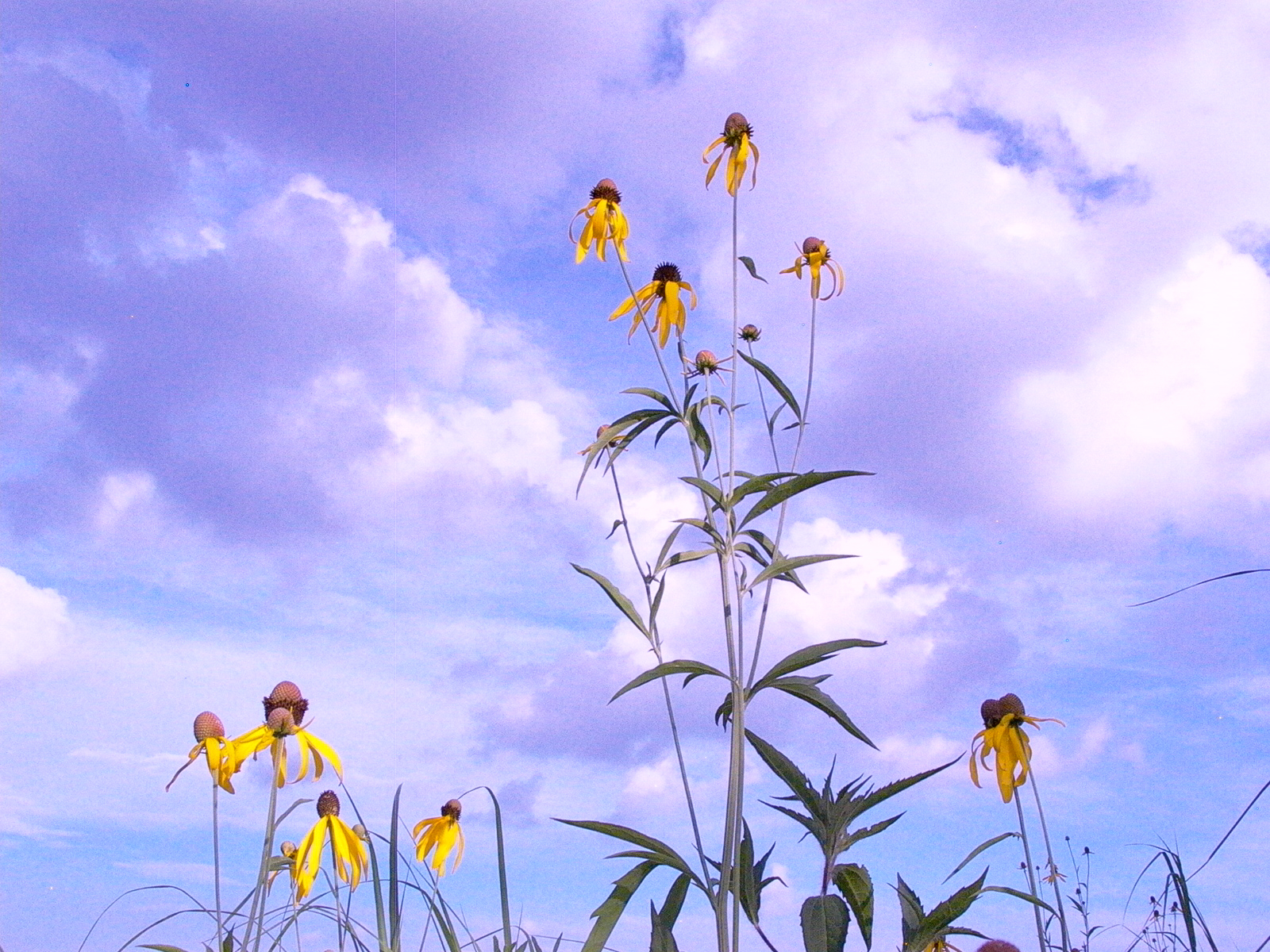 Tall gray-headed coneflowers with drooping yellow petals against a blue sky scattered with cloud