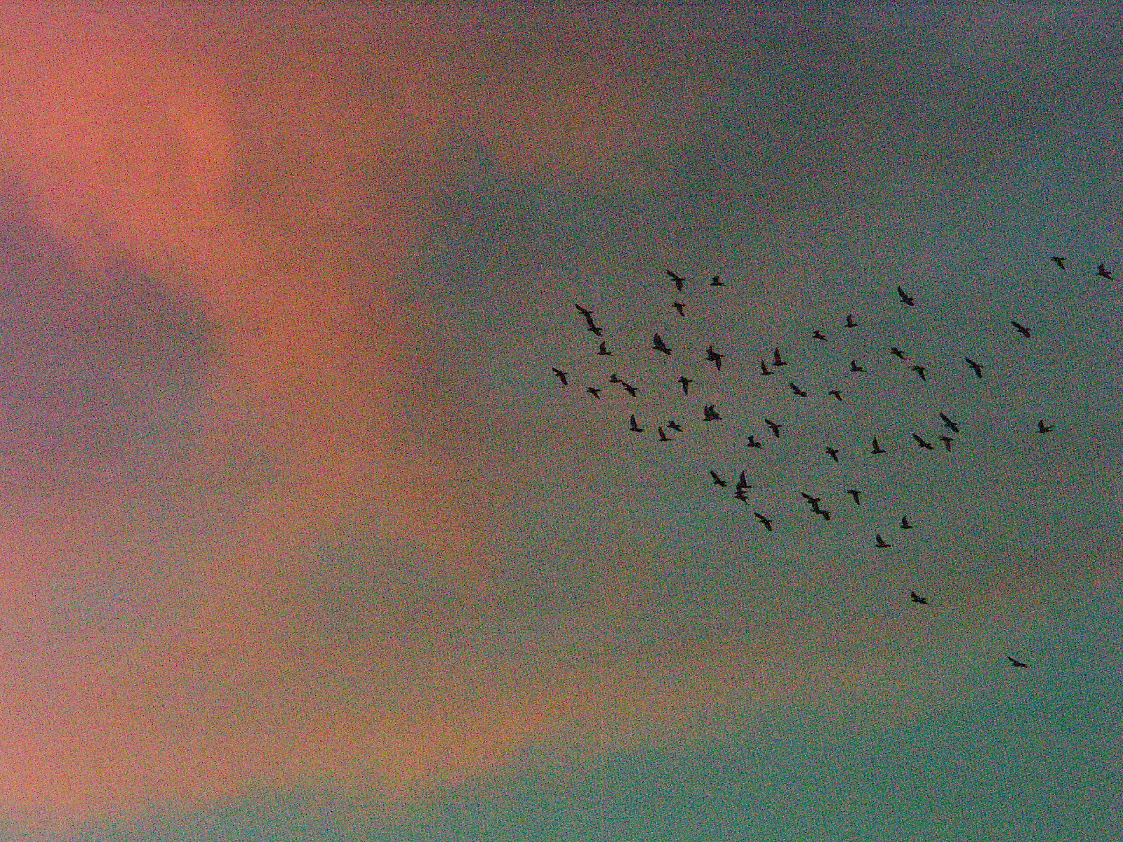A scattered flock of birds against a dusk sky banded pink and teal, the whole frame alive with grain